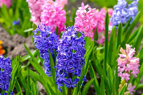 hyacinth images